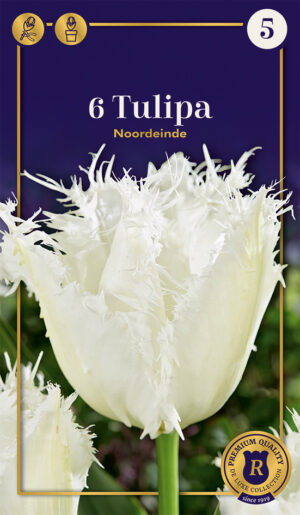 Tulp ‘Noordeinde’ 6tk