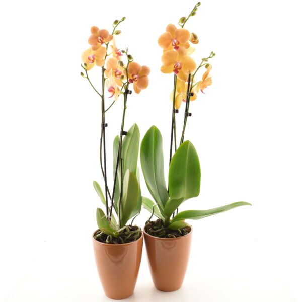 Kuuking 'Floriclone Limelight' P12 2 õievart