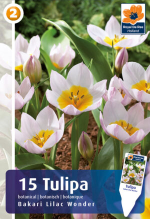 Bakeri tulp ‘Lilac Wonder’ 15tk