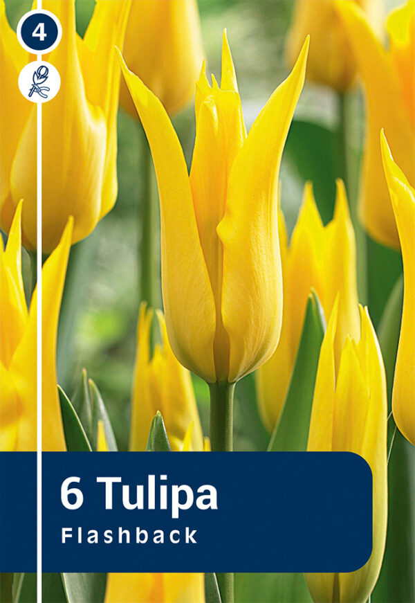 Tulp 'Flashback' 6tk
