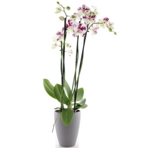 Kuuking ‘Anthura Marrakesh’ P12 3-4 õievart