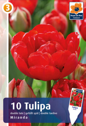 Tulp ‘Miranda’ 6tk