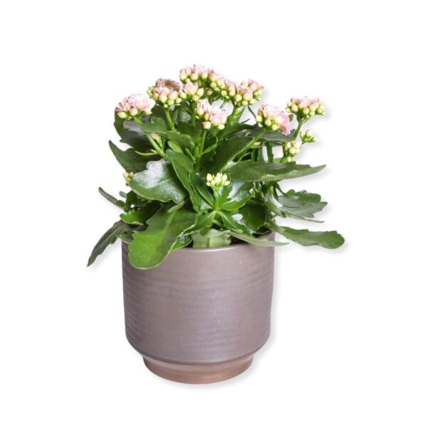 Blossfeldi kalanhoe P12 erinevad