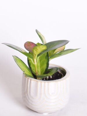 Harilik vahalill ‘Tricolor’ P6