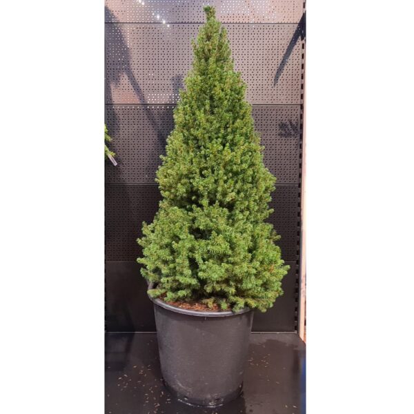 Kanada kuusk 'Perfecta' P40 115cm