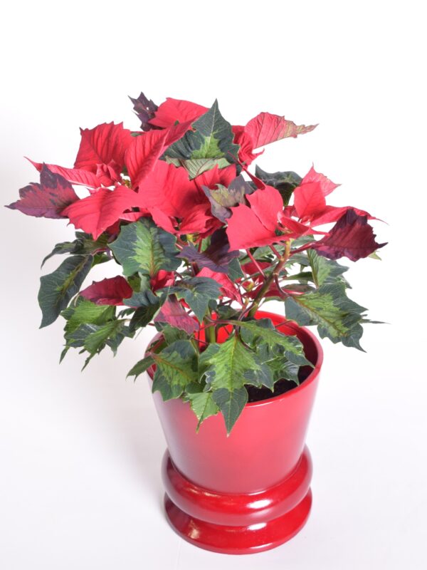 Jõulutäht 'Jingle Bells Rock' P14