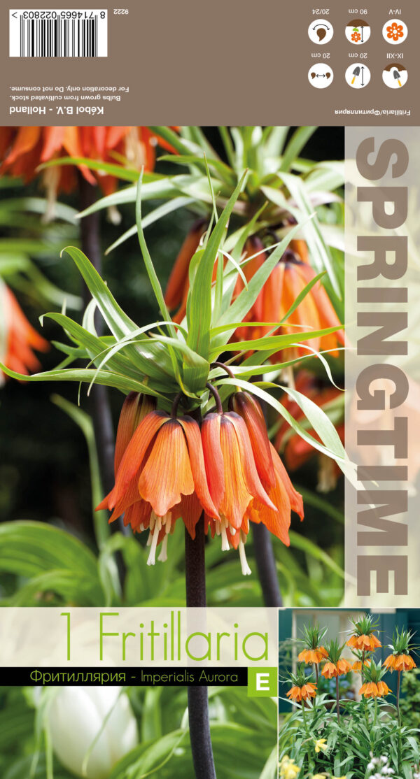 Püvilill 'Aurora' 1tk