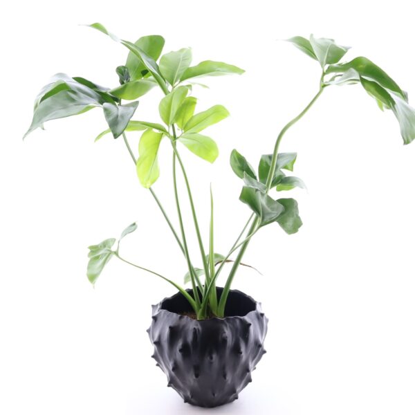 Pärg-põõsasvõhk 'Fun Bun' P17