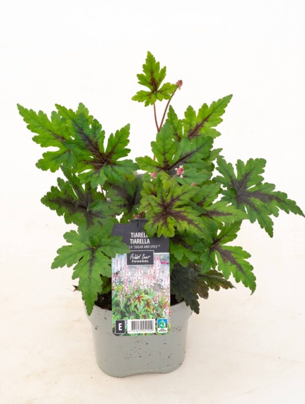 Tiarell 'Sugar and Spice' P14 Eestis kasvatatud