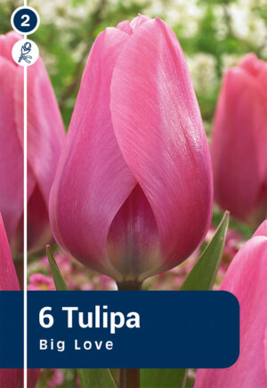 Tulp ‘Big Love’ 6tk
