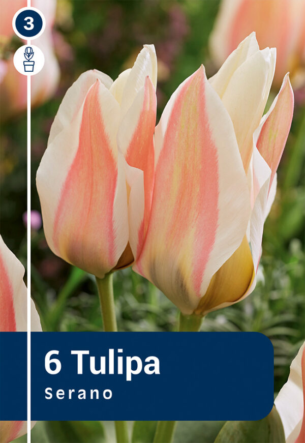 Kaufmanni tulp 'Serano' 6tk