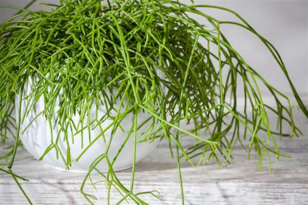 Niitjas helmekaktus 'Oasis' P17 amplis