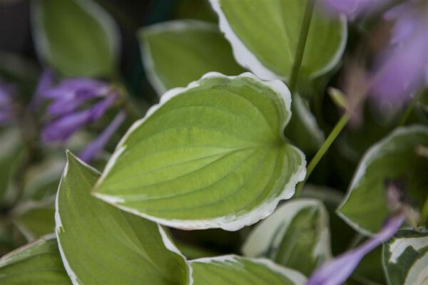 Hosta P11 erinevad
