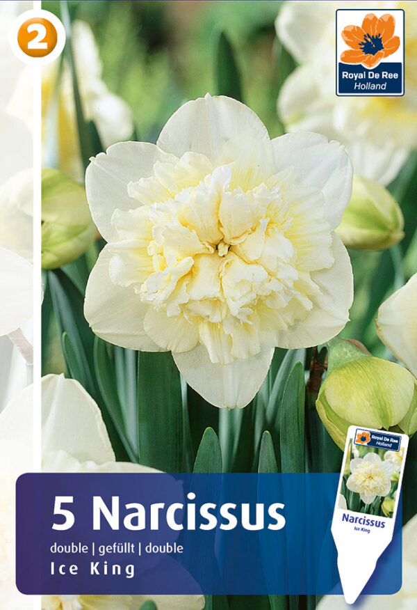 Nartsiss 'Ice King' 5tk