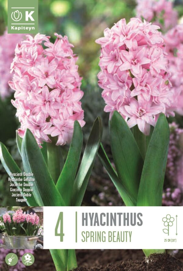 Hüatsint 'Double Spring Beauty' 4tk/pk