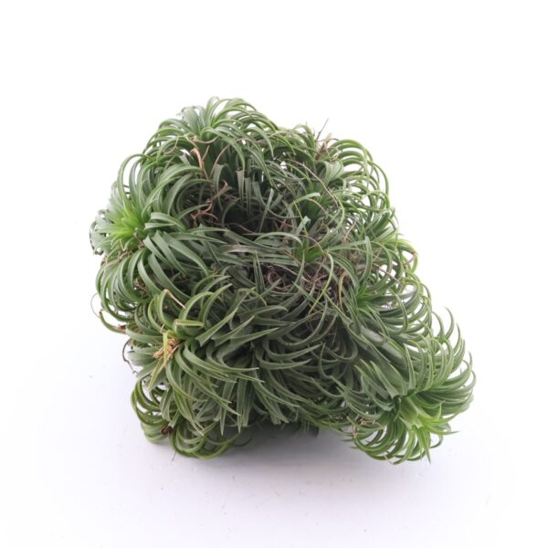 Tillandsia Magic Ball õhulill