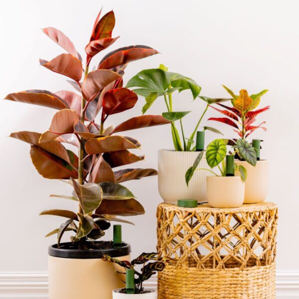 Willow taimesensori kompl 5+1, tumehall