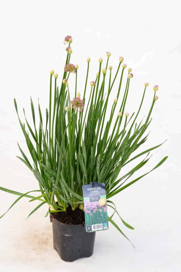 Hübriidlauk 'Millenium' P17 Eestis kasvatatud