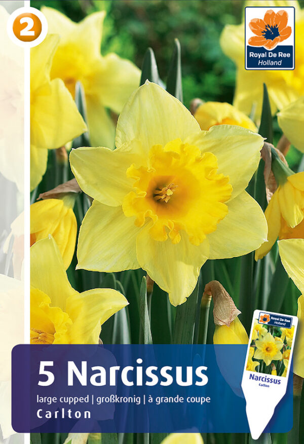 Nartsiss 'Carlton' 5tk