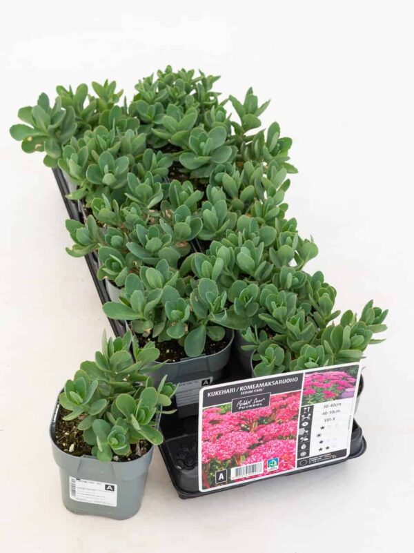 Kaunis kukehari 'Carl' P12 Eestis kasvatatud