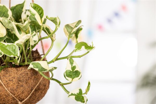 Kuld-nõelköis 'N'Joy' P14 amplis