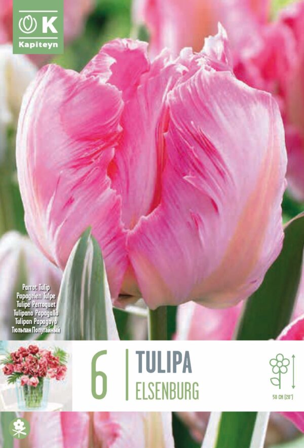 Tulp 'Elsenburg' 6tk