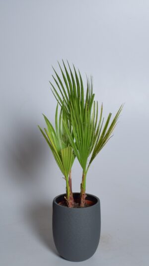Kiuline vašingtooniapalm P14 30cm