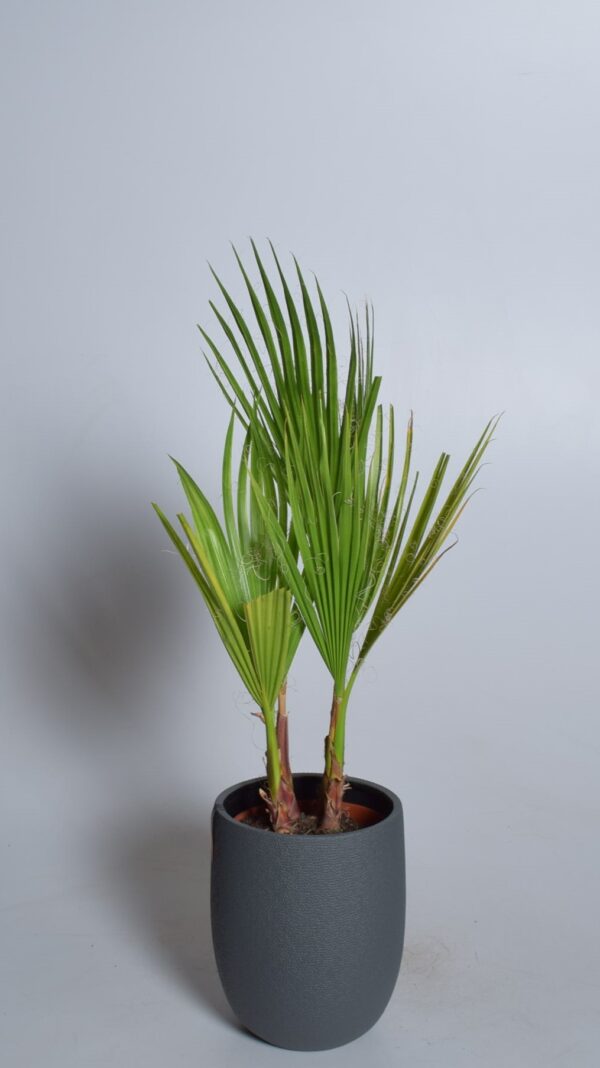 Kiuline vašingtooniapalm P14 30cm
