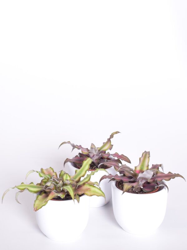 Peitõis 'Red Star' P6