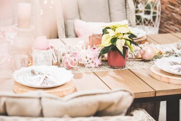 Jõulutäht 'Alaska' P14 40cm 5+õit