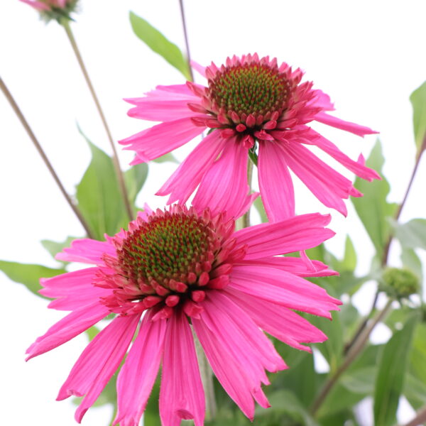 Punane siilkübar 'Delicious Candy' P19 Eestis kasvatatud