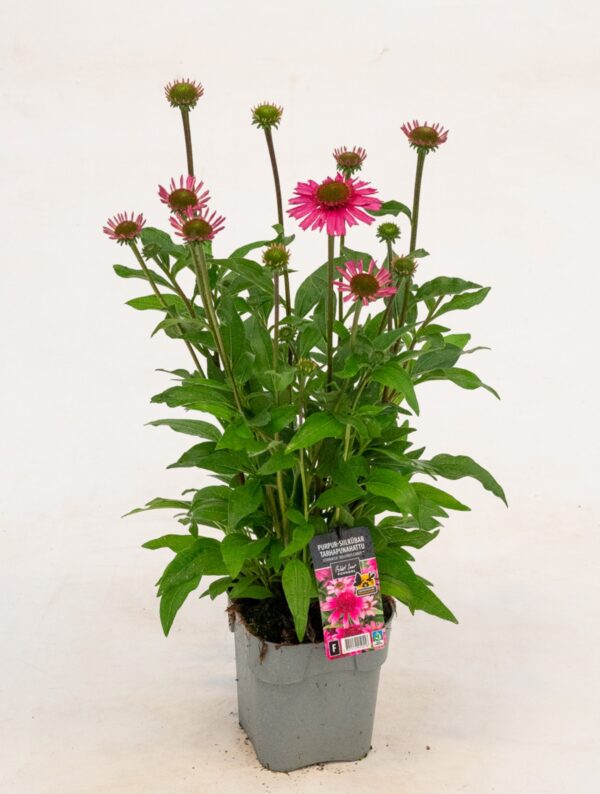 Punane siilkübar 'Delicious Candy' P19 Eestis kasvatatud