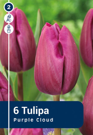 Tulp ‘Purple Cloud’ 6tk