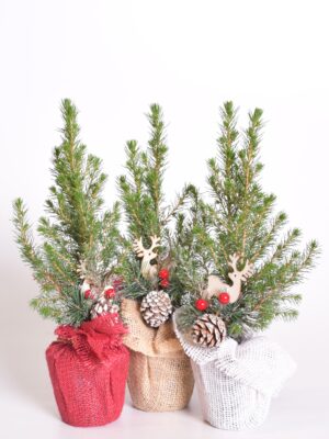 Kanada kuusk ‘Conica’ P9 jute kotis dekoreeritud