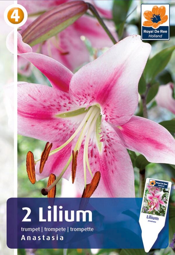 Liilia 'Anastasia' 2tk