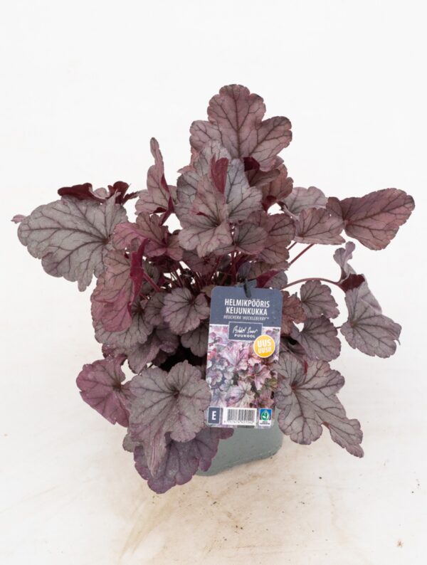 Helmikpööris 'Huckleberry' P17 Eestis kasvatatud