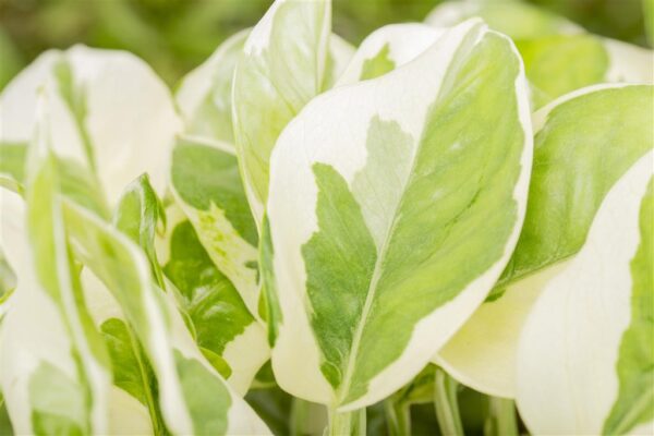 Kuld-nõelköis 'N'Joy' P12