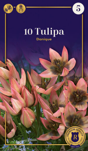 Tulp ‘Danique’ 10tk