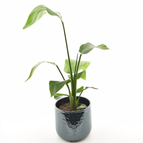 Nikolai paradiisilinnulill P15