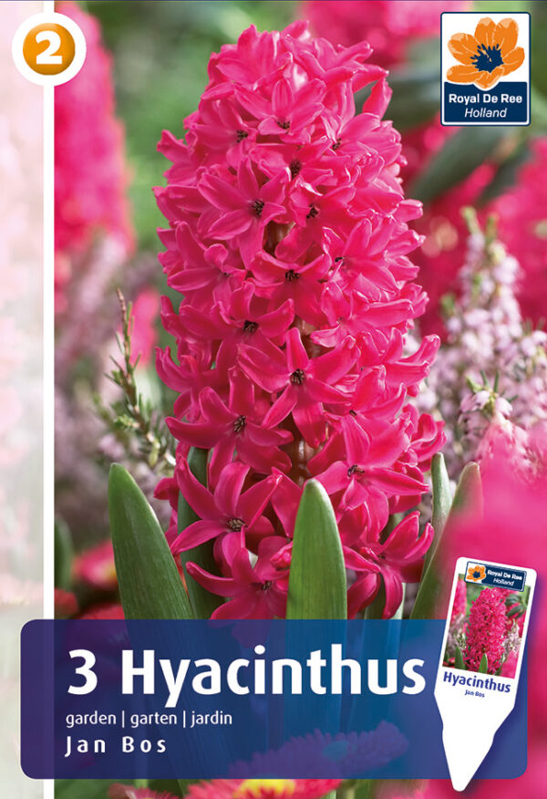 Hüatsint 'Jan Bos' 3tk