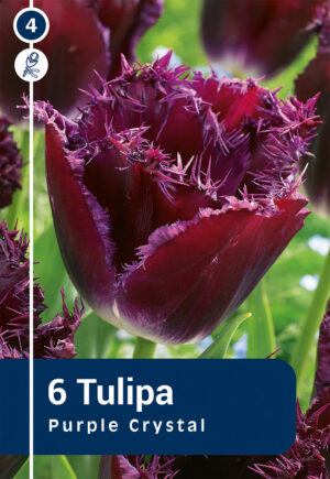 Tulp ‘Purple Crystal’ 6tk