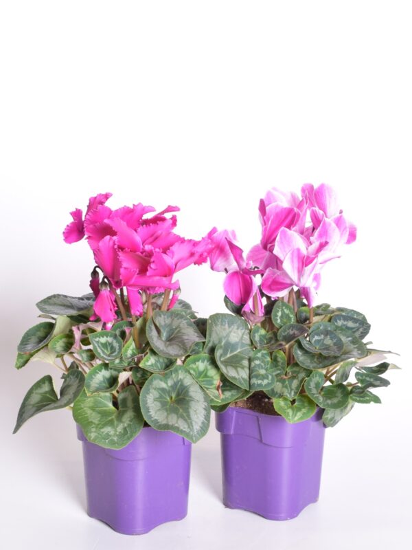 Alpikann P13/P14 Eestis kasvatatud