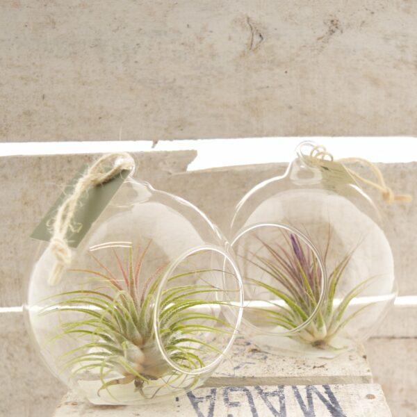 Tillandsia ehk õhulill riputatavas klaasipallis 1tk