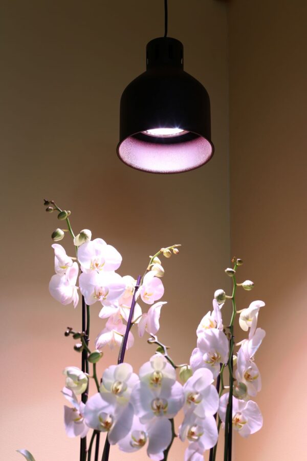 Taimelambi kuppel Saga E27, max 40W, rooste