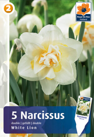 Nartsiss ‘White Lion’ 5tk