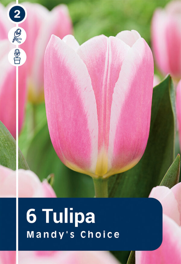 Tulp 'Mandy's Choice' 6tk