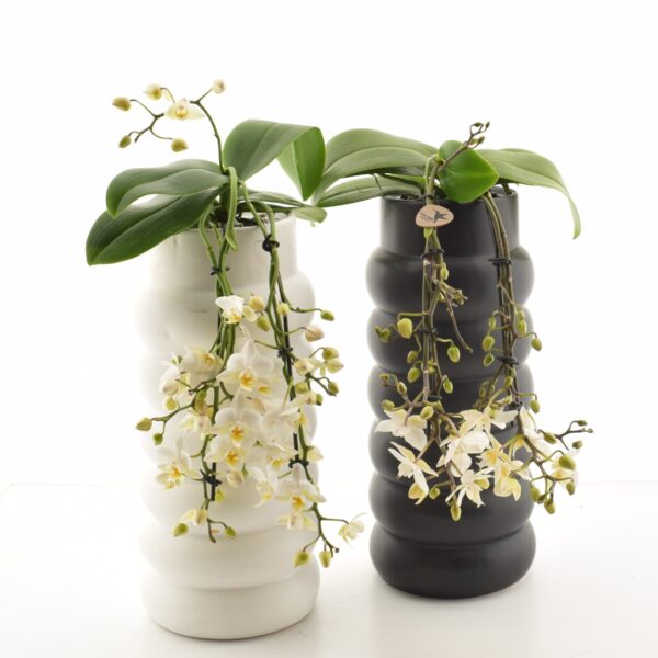 Kuuking P9 ümbrispotis