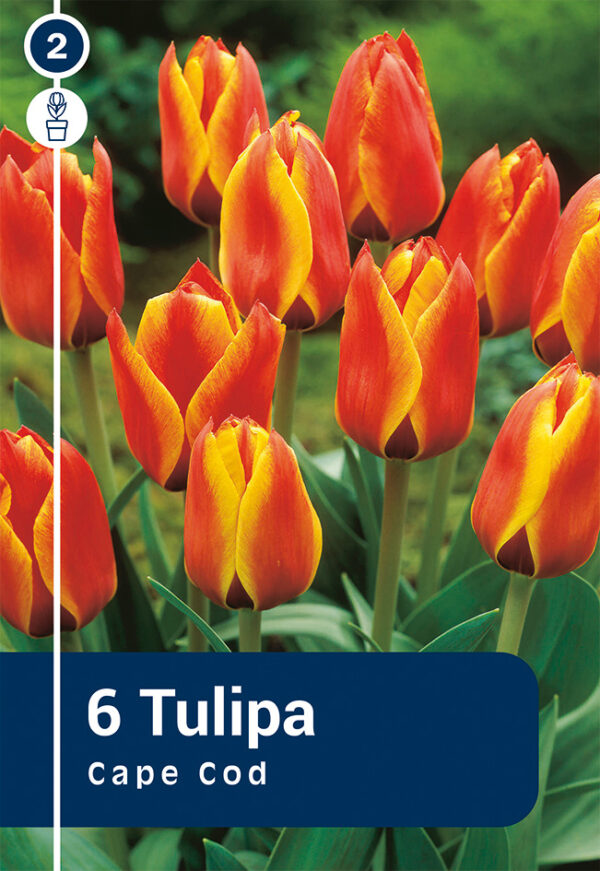 Greigi tulp 'Cape Cod' 6tk