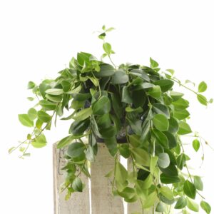 Rippuv punahuul ‘Mona Lisa’ P15 amplis