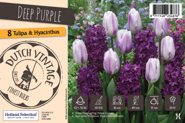 Dutch Vintage Deep Purple 8tk